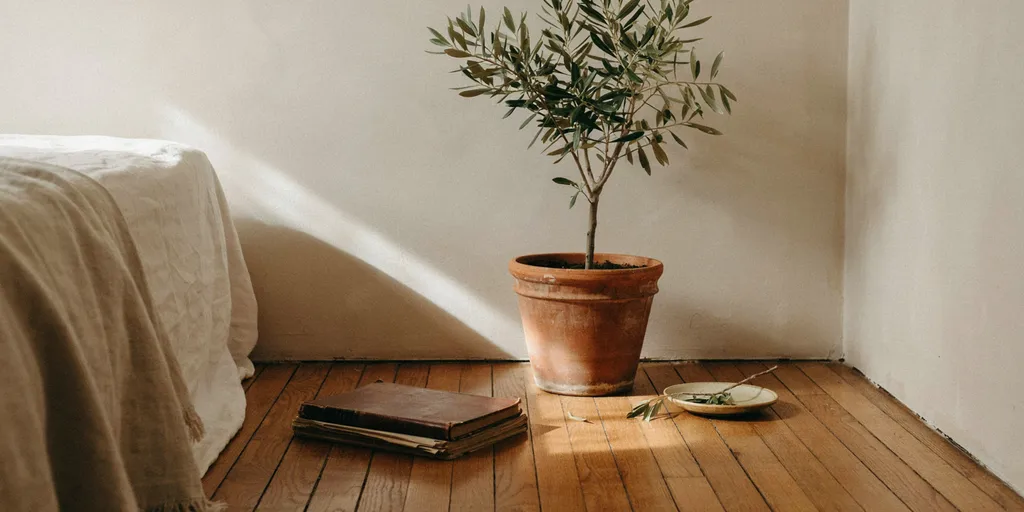 A single olive plant in a heavy terracotta pot standing in the corner of a bedroom, the only green in the room